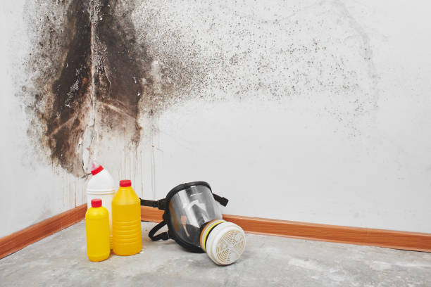 Best Commercial Mold Removal  in Lowell, MI