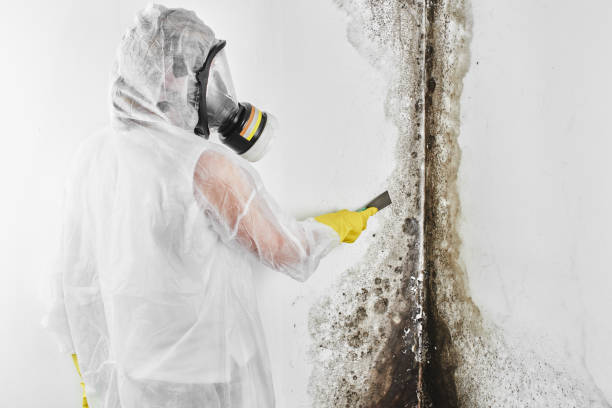 Best Professional Mold Removal  in Lowell, MI