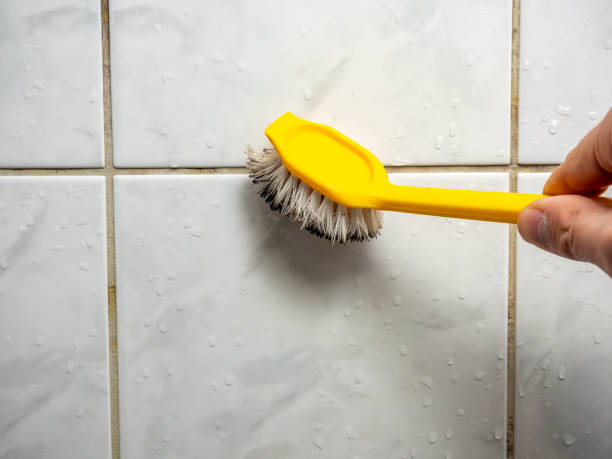Reliable Lowell, MI Mold Removal Solutions