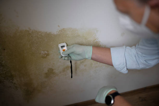 Best Fast Mold Removal  in Lowell, MI