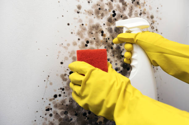 Best Best Mold Removal Companies  in Lowell, MI
