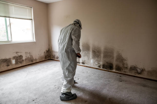 Best Affordable Mold Removal  in Lowell, MI