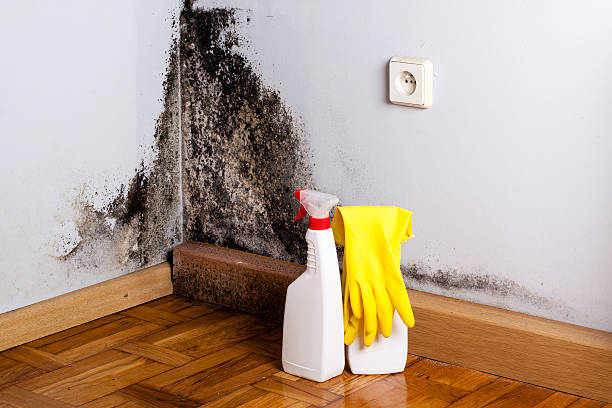 Best Best Mold Removal Companies  in Lowell, MI