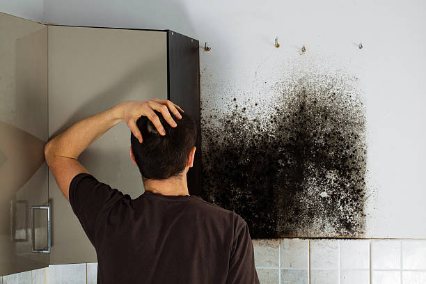 Best Professional Mold Removal  in Lowell, MI