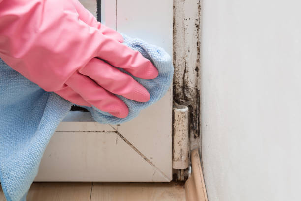 Best Certified Mold Removal  in Lowell, MI