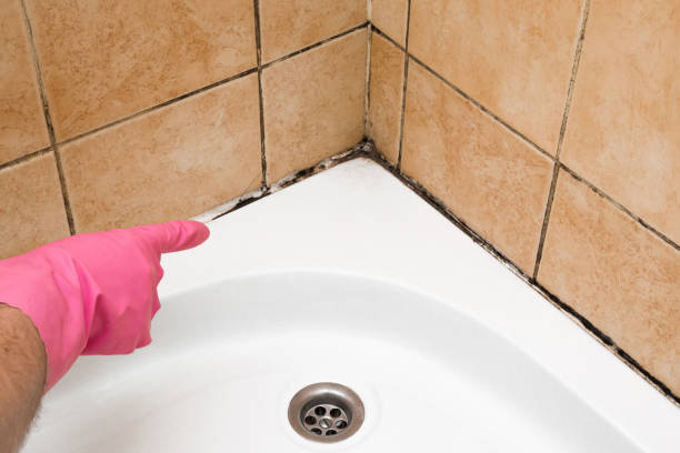 Best Mold Removal Company Near Me  in Lowell, MI