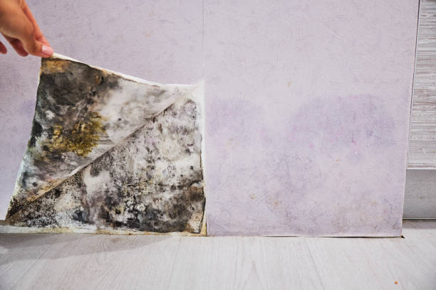 Best Local Mold Removal Service  in Lowell, MI